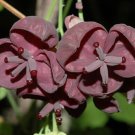 Super g178 Chocolate Vine Seeds Pcs 5 Chocolate Vine Akebia Trifoliata