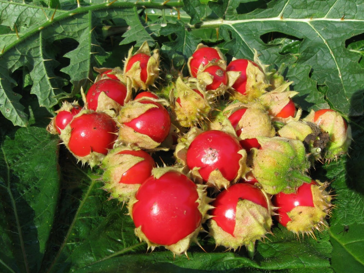 Super Solanum Sisymbriifolium Seeds Pcs 5 Of Litchi Tomato h207 Litchi Tomato