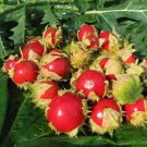 Super Solanum Sisymbriifolium Seeds Pcs 5 Of Litchi Tomato h207 Litchi Tomato