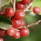Super Elaeagnus Umbellata Seeds Pcs 5 Silverberry g748 Autumn Olive Seed