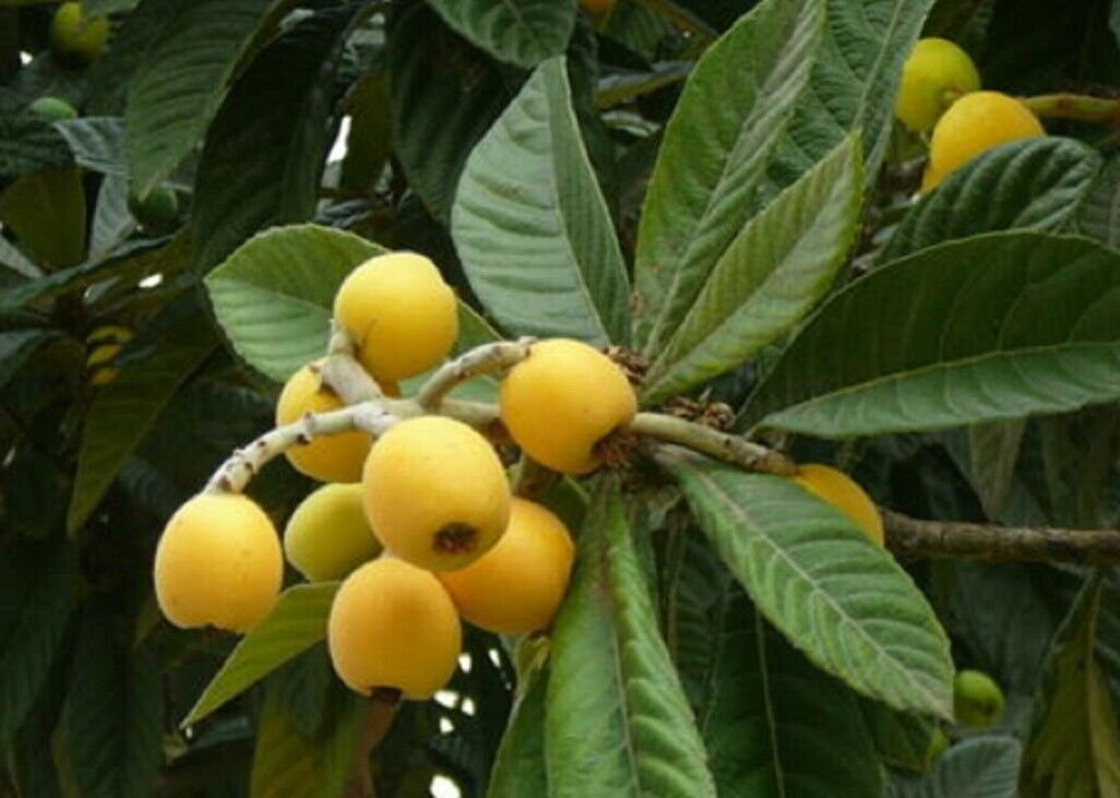 Super Japanese Plum Seeds Pcs 3 Japanese Medlar Eriobotrya Japonica g837