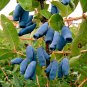 Super Lonicera Caerulea Kamtschatica Seeds Pcs 4 Kamchatka Haskap h415