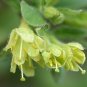 Super Lonicera Caerulea Kamtschatica Seeds Pcs 4 Kamchatka Haskap h415
