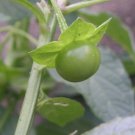 Super Jaltomata Tlaxcala Rare Seeds Pcs 12 Of Jaltomate h466 Jaltomate Same