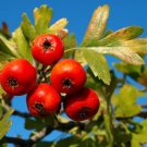 Super Crataegus Azarolus Rare Seeds Pcs 4 Azerolier Red Azarole Hawthorn