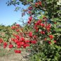 Super Crataegus Azarolus Rare Seeds Pcs 4 Azerolier Red Azarole Hawthorn