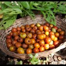 Super Supress Zaoreh Ziziphus Spinosa Of Rare Seeds Pcs 8 Grain t112 Bora Berry