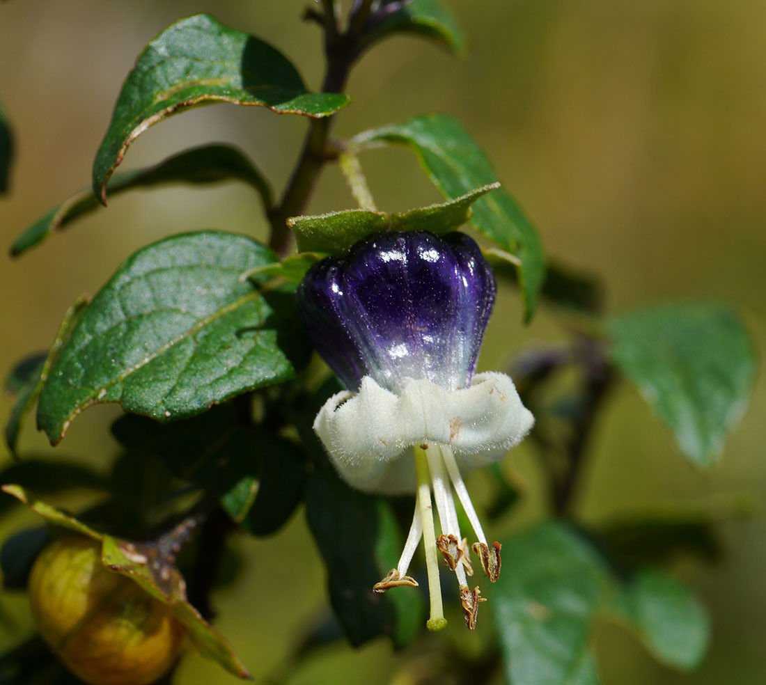 Super Jaltomato Rare Seeds Pcs 5 Grains Of Sogorome Jaltomata Ventricosa t89