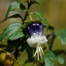 Super Jaltomato Rare Seeds Pcs 5 Grains Of Sogorome Jaltomata Ventricosa t89