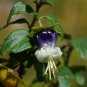 Super Jaltomato Rare Seeds Pcs 5 Grains Of Sogorome Jaltomata Ventricosa t89