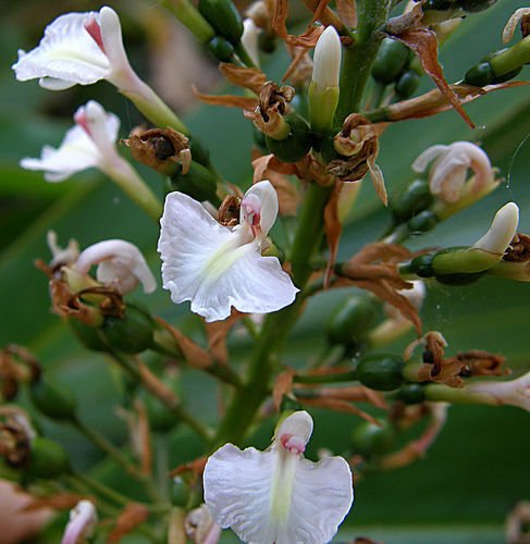 Super Blue Fruited Ginger Seeds Pcs 6 Alpinie a Baies Bleues Alpinia Caerulea