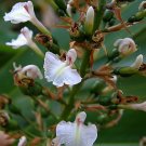 Super Blue Fruited Ginger Seeds Pcs 6 Alpinie a Baies Bleues Alpinia Caerulea