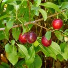 Super Prunus Cerasifera Seeds Pcs 4 Grains Of Prunier Myrobolan k08 Cherry Plum
