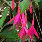 Super Fuchsia Magellanica Seeds Pcs 20 Fuchsia De Magellan
