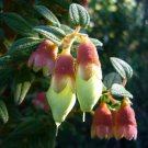 Super Brachyotom Ledifolium Rare Seeds Pcs 6 Pucachaglla e142 Semi Semillas