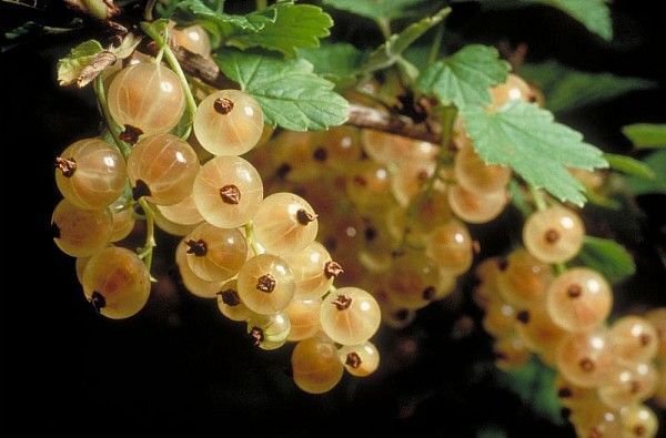 Super White Currant Seeds Pcs 5 White Versaillaise Currant Ribes Rubrum h456