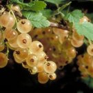 Super White Currant Seeds Pcs 5 White Versaillaise Currant Ribes Rubrum h456