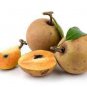 Super Manilkara Zapota Seeds Pcs 3 Sapotilla h416 Sapodilla