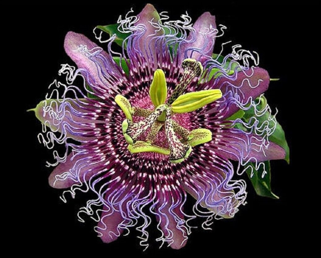 Super Passiflora Incarnata Seeds Pcs 4 Rustic Passion Fruit g763 Maypop Samen