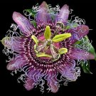 Super Passiflora Incarnata Seeds Pcs 4 Rustic Passion Fruit g763 Maypop Samen