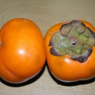 Super Diospyros Kaki Seeds Pcs 6 Japanese Persimmon Seed Semi Plate
