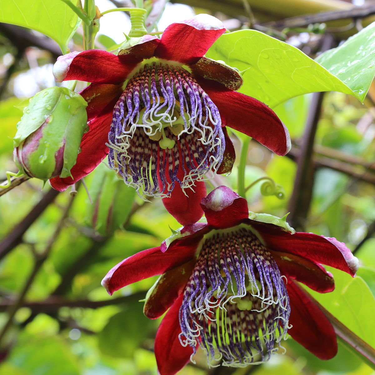 Super Fragrant Granadilla Seeds Pcs 4 Wild Grenadilla Passiflora Alata t95
