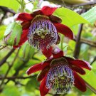 Super Fragrant Granadilla Seeds Pcs 4 Wild Grenadilla Passiflora Alata t95