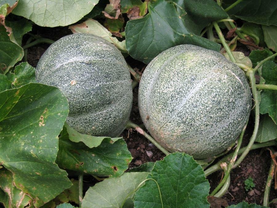 Super Rockmelon Seeds Pcs 10 Old Little Gray Reindeer Melon Cucumis Melo