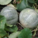 Super Rockmelon Seeds Pcs 10 Old Little Gray Reindeer Melon Cucumis Melo