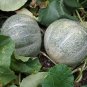 Super Rockmelon Seeds Pcs 10 Old Little Gray Reindeer Melon Cucumis Melo