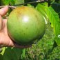 Super Alibertia h394 Rare Seeds Pcs 4 Borojo Borojoa Patinoi Semillas Samen