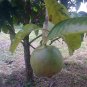Super Alibertia h394 Rare Seeds Pcs 4 Borojo Borojoa Patinoi Semillas Samen