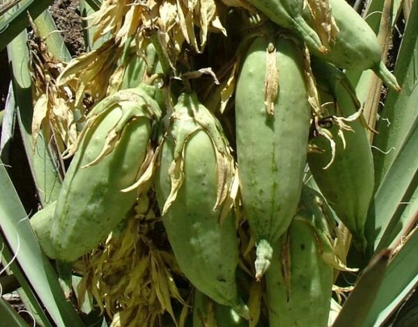 Super Banana Yucca Seed Seeds Pcs 3 Yucca Banana Yucca Baccata g955