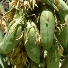 Super Banana Yucca Seed Seeds Pcs 3 Yucca Banana Yucca Baccata g955