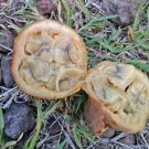 Super Genipa Americana Rare Seeds Pcs 4 Jagua e69 Eight Semi Seed