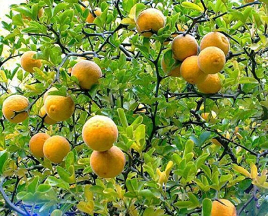 Super Hardy Orange Seeds Pcs 4 Northern Lemon Poncirus Trifoliata g218 Seed