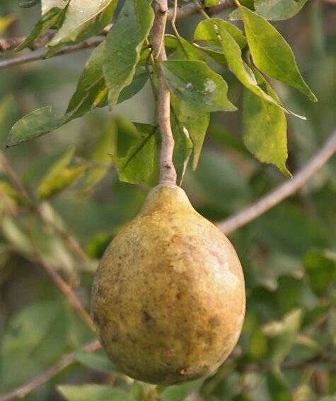 Super Aegle Marmelos Rare Seeds Pcs 8 Of Bengal Quince g940 Bael