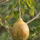 Super Aegle Marmelos Rare Seeds Pcs 8 Of Bengal Quince g940 Bael