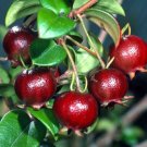 Super Chilean Guava Seeds Pcs 6 Chile Guava Tree Ugni Molinae g249
