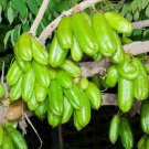 Super Averrhoa Bilimbi Rare Seeds Pcs 4 Gherkin Tree g804 Samen Semi