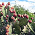 Super Indian Fig Opuntia Ficus Indica Seeds Pcs 10 Prickly Pear g679