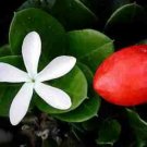 Super Carissa Macrocarpa Seeds Pcs 5 Of Plum Of Natal Bonsaï g322