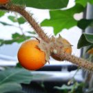 Super Solanum Pseudolulo Rare Seeds Pcs 6 Grains Of Lulo De Perro h285