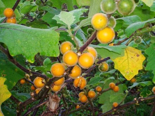 Super Solanum Stramonifolium Seeds Pcs 5 Grains Of Coconilla g782