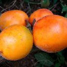 Super Solanum Sessiflorum Topiro Seeds Pcs 6 Cocona g474 Seeda Seed Seedes