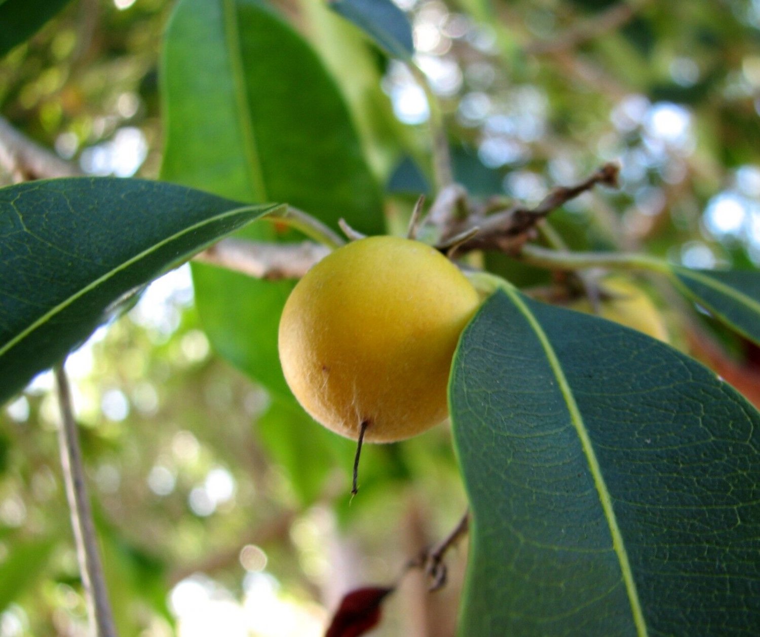 Super Mimusops Elengi Seeds Pcs 3 De Prune Malbar Spanish Cherry