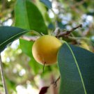 Super Mimusops Elengi Seeds Pcs 3 De Prune Malbar Spanish Cherry