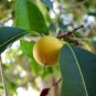 Super Mimusops Elengi Seeds Pcs 3 De Prune Malbar Spanish Cherry