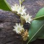 Super Mimusops Elengi Seeds Pcs 3 De Prune Malbar Spanish Cherry