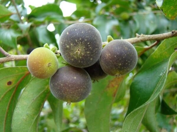 Super Dovyalis Hebecarpa Seeds Pcs 8 Ceylon Currant g803 Samen Semi Semillas